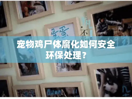 宠物鸡尸体腐化如何安全环保处理？