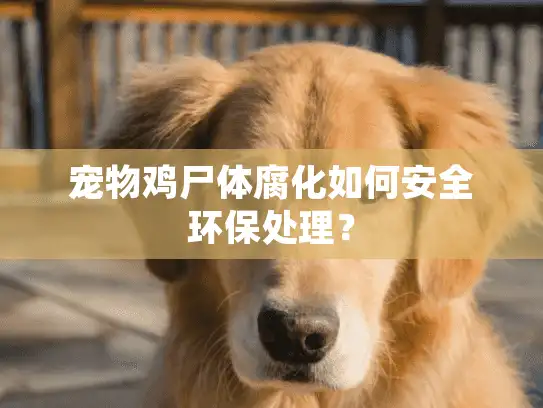 宠物鸡尸体腐化如何安全环保处理？