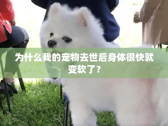 为什么我的宠物去世后身体很快就变软了？