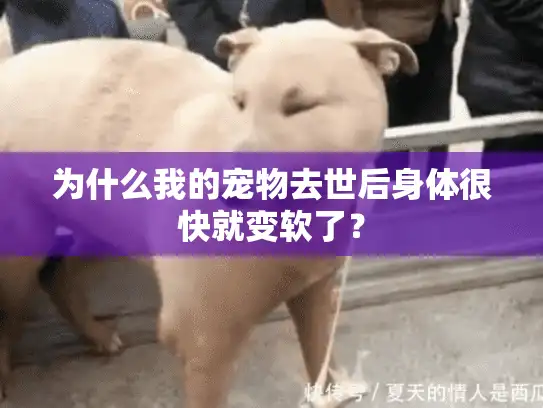 为什么我的宠物去世后身体很快就变软了？