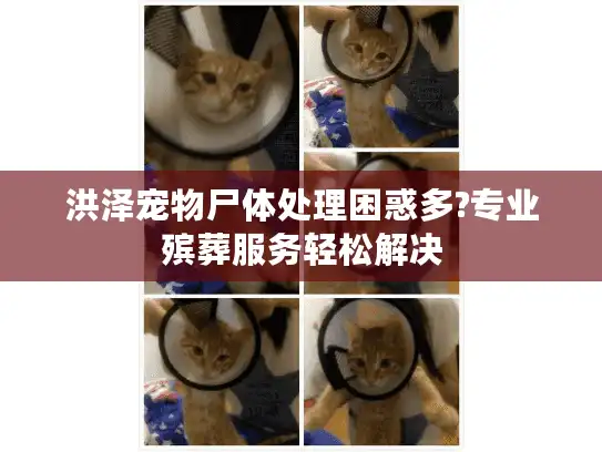 洪泽宠物尸体处理困惑多?专业殡葬服务轻松解决