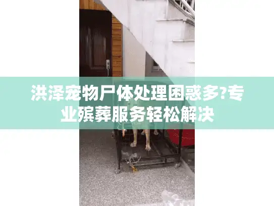 洪泽宠物尸体处理困惑多?专业殡葬服务轻松解决