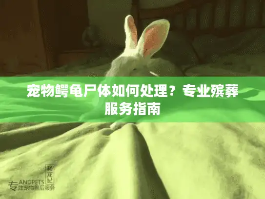 宠物鳄龟尸体如何处理？专业殡葬服务指南