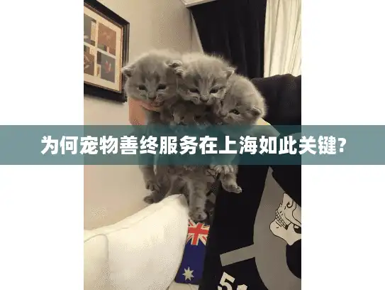 为何宠物善终服务在上海如此关键?