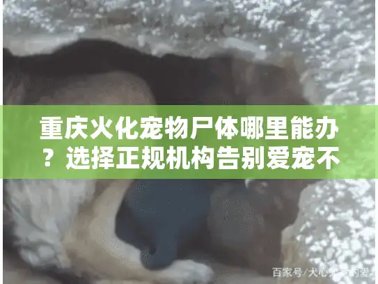 重庆火化宠物尸体哪里能办？选择正规机构告别爱宠不留遗憾