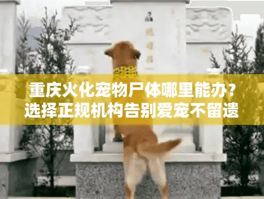 重庆火化宠物尸体哪里能办？选择正规机构告别爱宠不留遗憾