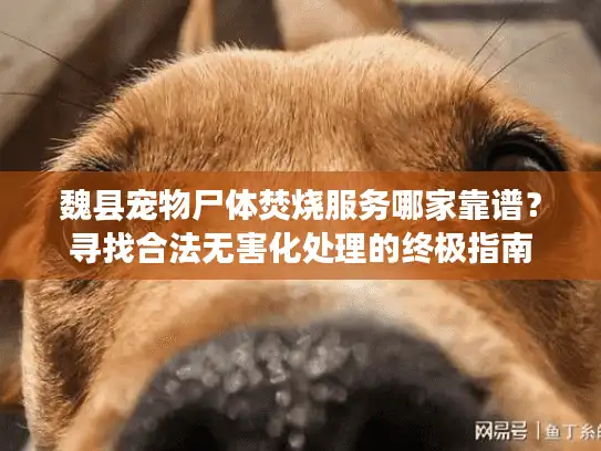 魏县宠物尸体焚烧服务哪家靠谱？寻找合法无害化处理的终极指南