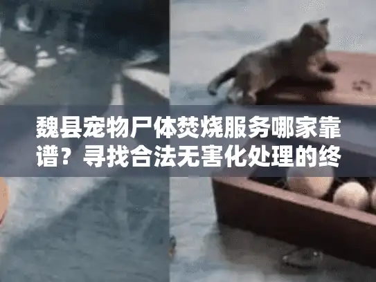 魏县宠物尸体焚烧服务哪家靠谱？寻找合法无害化处理的终极指南