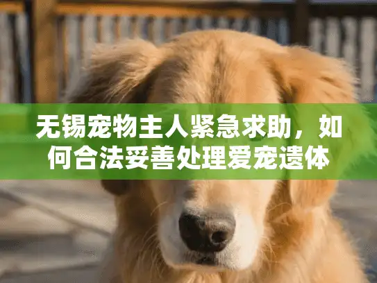 无锡宠物主人紧急求助，如何合法妥善处理爱宠遗体？