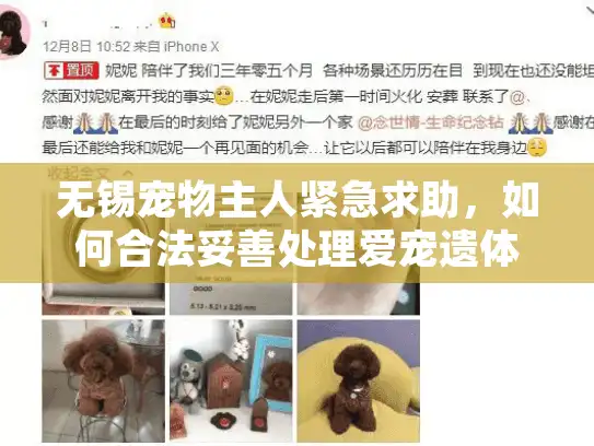 无锡宠物主人紧急求助，如何合法妥善处理爱宠遗体？