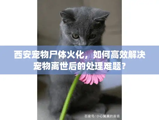 西安宠物尸体火化，如何高效解决宠物离世后的处理难题？