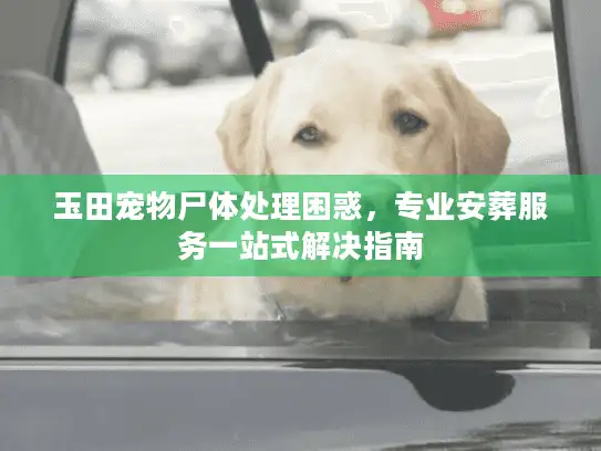 玉田宠物尸体处理困惑，专业安葬服务一站式解决指南