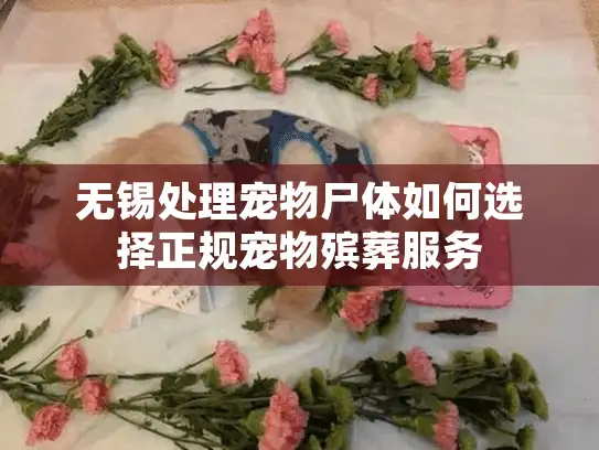 无锡处理宠物尸体如何选择正规宠物殡葬服务
