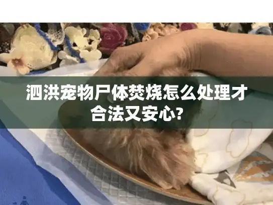 泗洪宠物尸体焚烧怎么处理才合法又安心?
