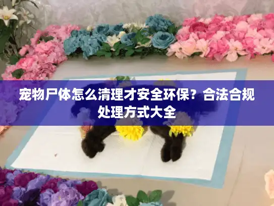 宠物尸体怎么清理才安全环保？合法合规处理方式大全