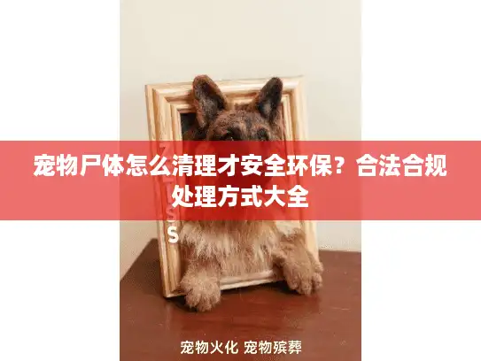 宠物尸体怎么清理才安全环保？合法合规处理方式大全