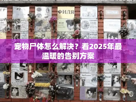 宠物尸体怎么解决？看2025年最温暖的告别方案
