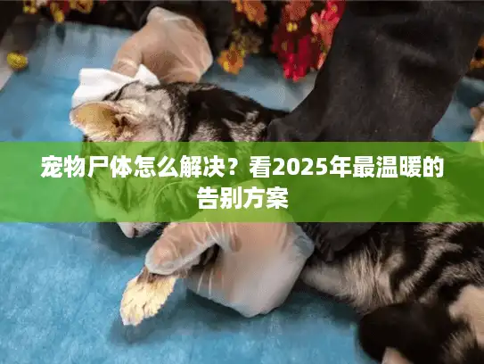宠物尸体怎么解决？看2025年最温暖的告别方案