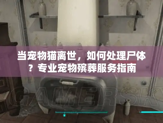 当宠物猫离世，如何处理尸体？专业宠物殡葬服务指南