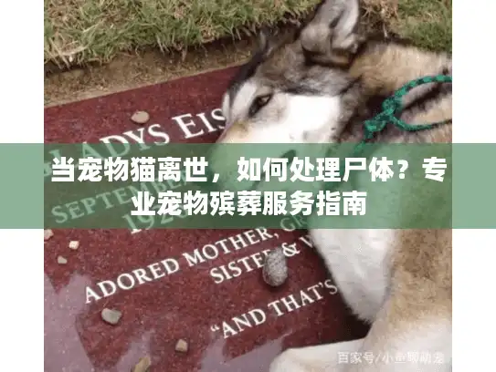 当宠物猫离世，如何处理尸体？专业宠物殡葬服务指南