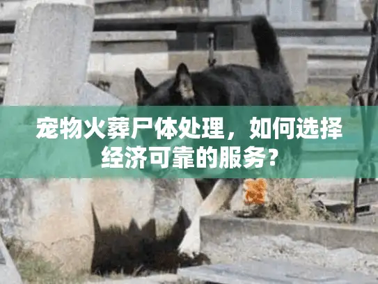宠物火葬尸体处理，如何选择经济可靠的服务？
