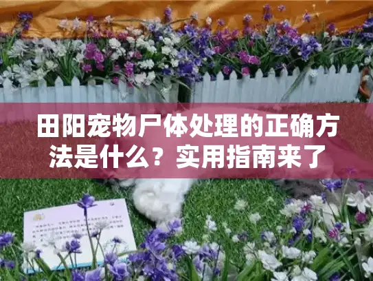 田阳宠物尸体处理的正确方法是什么？实用指南来了