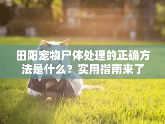 田阳宠物尸体处理的正确方法是什么？实用指南来了