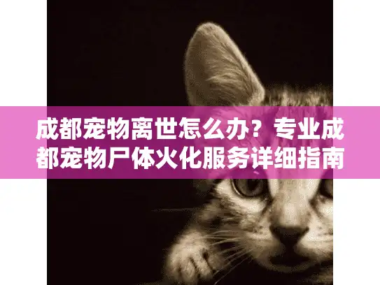 成都宠物离世怎么办？专业成都宠物尸体火化服务详细指南