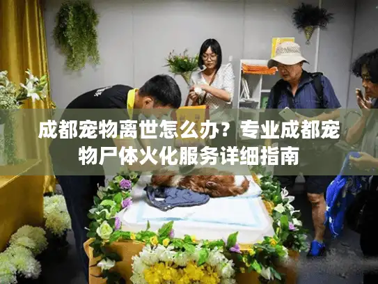 成都宠物离世怎么办？专业成都宠物尸体火化服务详细指南