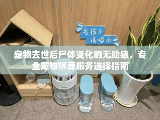 宠物去世后尸体变化的无助感，专业宠物殡葬服务选择指南