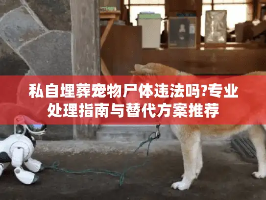 私自埋葬宠物尸体违法吗?专业处理指南与替代方案推荐