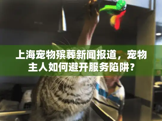 上海宠物殡葬新闻报道，宠物主人如何避开服务陷阱？