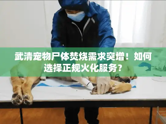 武清宠物尸体焚烧需求突增！如何选择正规火化服务？
