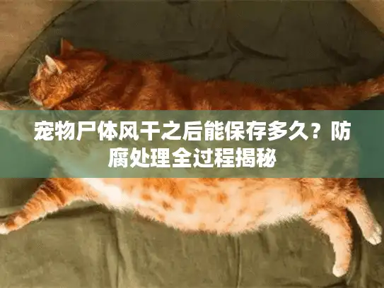 宠物尸体风干之后能保存多久？防腐处理全过程揭秘