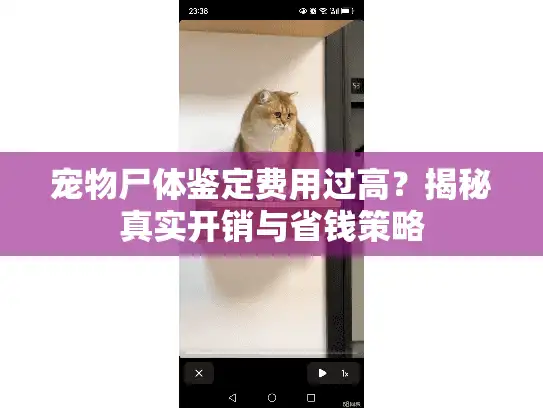 宠物尸体鉴定费用过高？揭秘真实开销与省钱策略