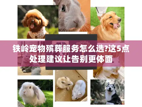 铁岭宠物殡葬服务怎么选?这5点处理建议让告别更体面