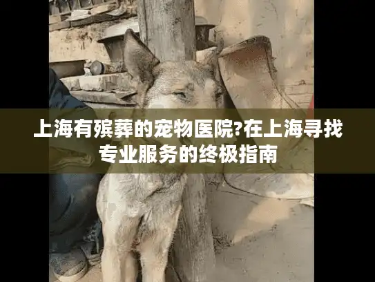 上海有殡葬的宠物医院?在上海寻找专业服务的终极指南