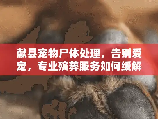 献县宠物尸体处理，告别爱宠，专业殡葬服务如何缓解您的痛点和疑惑？