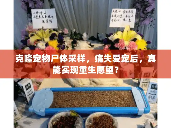 克隆宠物尸体采样，痛失爱宠后，真能实现重生愿望？