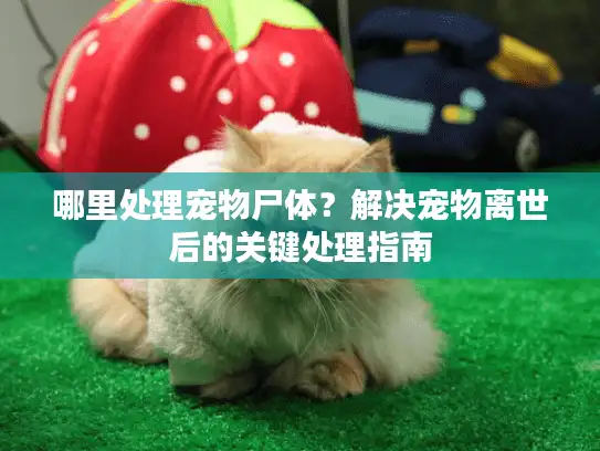 哪里处理宠物尸体？解决宠物离世后的关键处理指南