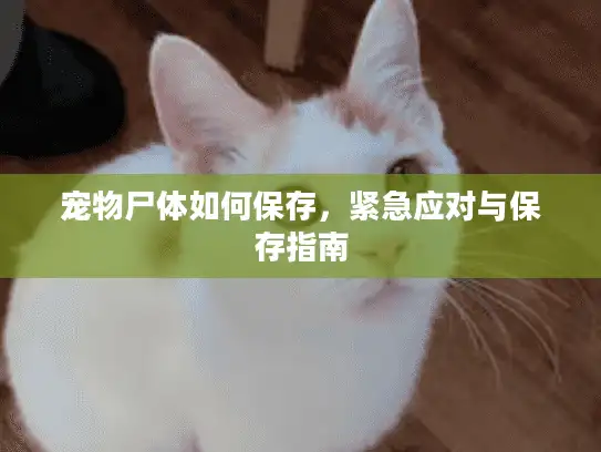 宠物尸体如何保存，紧急应对与保存指南