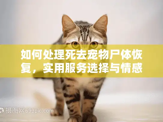 如何处理死去宠物尸体恢复，实用服务选择与情感修复指南
