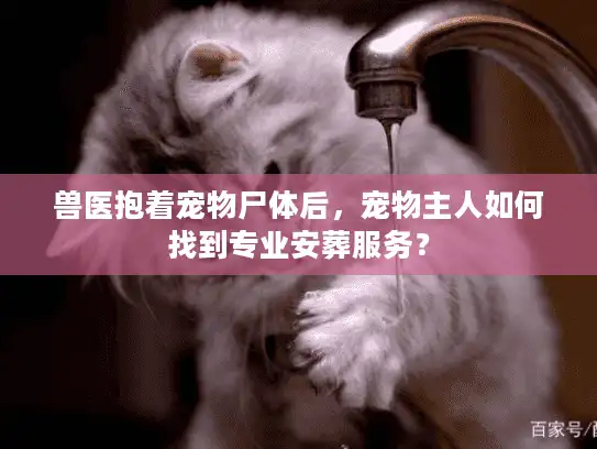 兽医抱着宠物尸体后，宠物主人如何找到专业安葬服务？