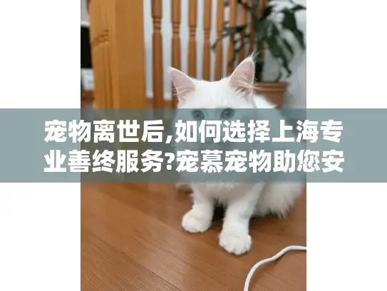 宠物离世后,如何选择上海专业善终服务?宠慕宠物助您安心告别