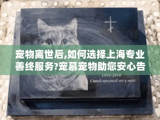 宠物离世后,如何选择上海专业善终服务?宠慕宠物助您安心告别
