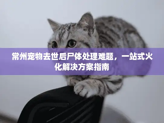 常州宠物去世后尸体处理难题，一站式火化解决方案指南