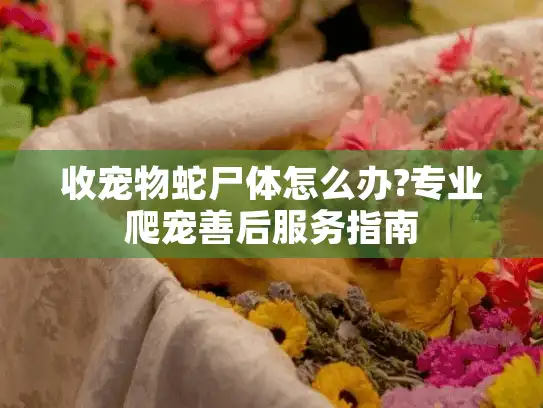收宠物蛇尸体怎么办?专业爬宠善后服务指南