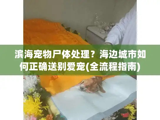 滨海宠物尸体处理？海边城市如何正确送别爱宠(全流程指南)
