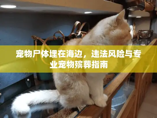 宠物尸体埋在海边，违法风险与专业宠物殡葬指南