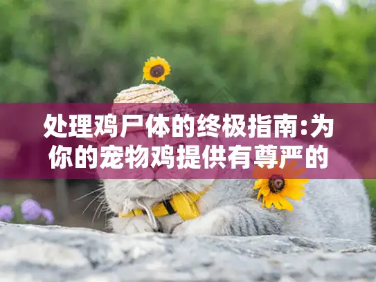 处理鸡尸体的终极指南:为你的宠物鸡提供有尊严的告别